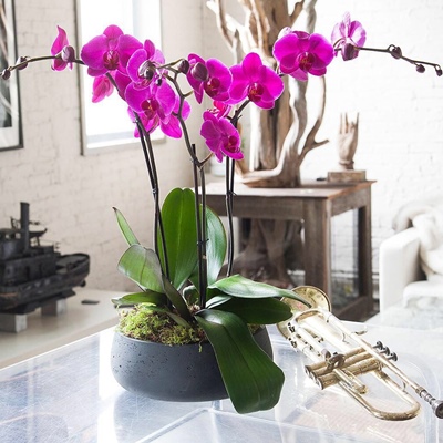 Orchid delivery in London UK