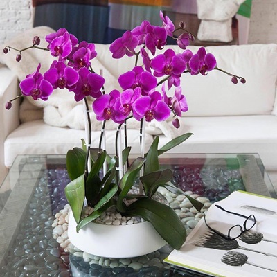 Orchid plant delivery in London