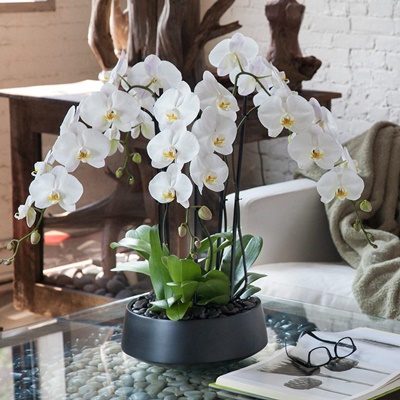 Orchid plant delivery UK