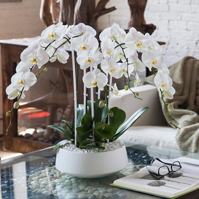 Orchid plant delivery in UK